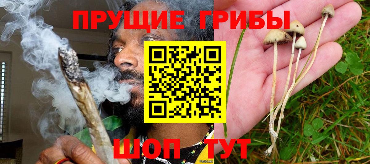 Галлюциногенные грибы Psilocybe Муравленко